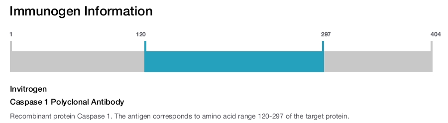 Caspase 1 Polyclonal Antibody
