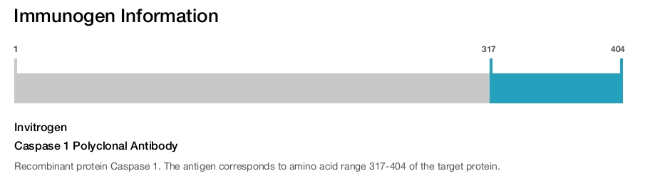 Caspase 1 Polyclonal Antibody