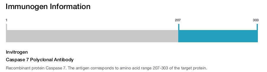 Caspase 7 Polyclonal Antibody
