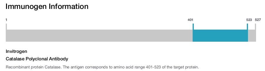 Catalase Polyclonal Antibody