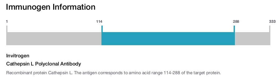 Cathepsin L Polyclonal Antibody