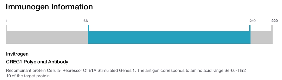 CREG1 Polyclonal Antibody
