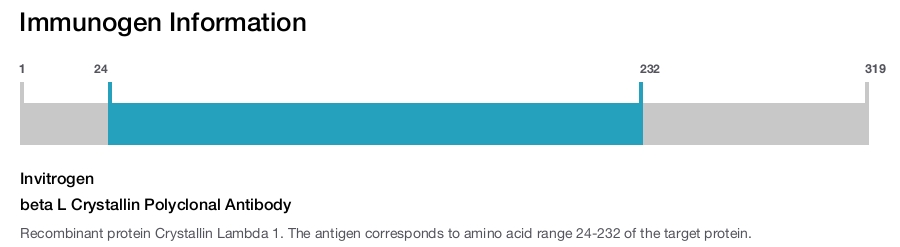 beta L Crystallin Polyclonal Antibody
