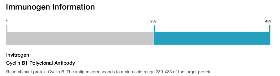 Cyclin B1 Polyclonal Antibody