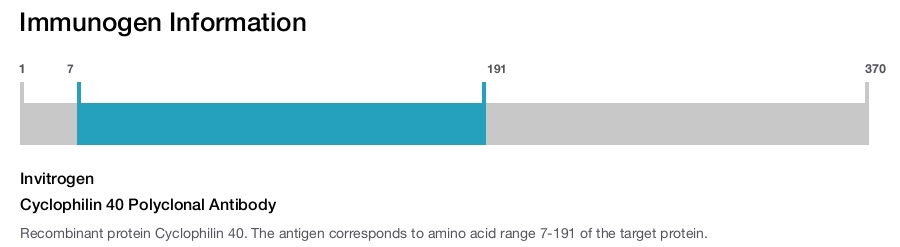 Cyclophilin 40 Polyclonal Antibody