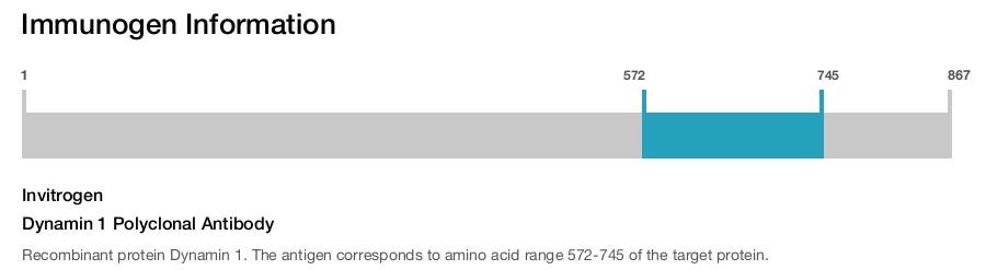 Dynamin 1 Polyclonal Antibody