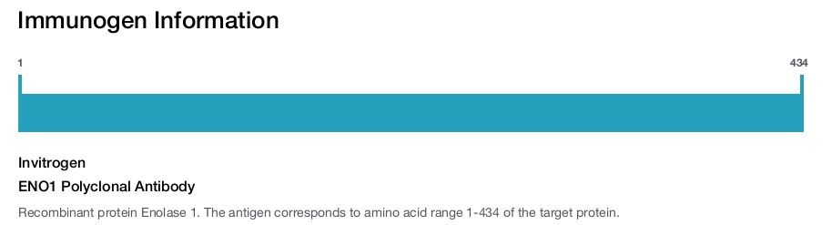 ENO1 Polyclonal Antibody