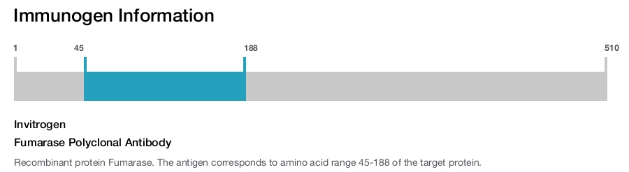 Fumarase Polyclonal Antibody