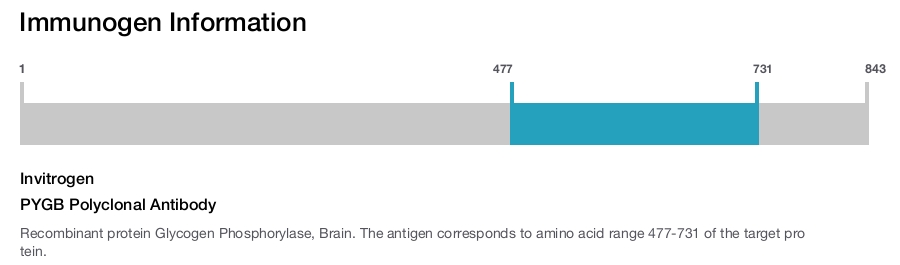PYGB Polyclonal Antibody