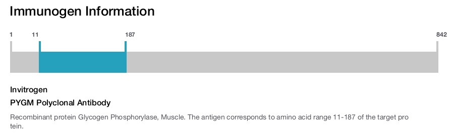 PYGM Polyclonal Antibody