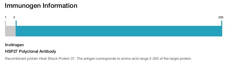HSP27 Polyclonal Antibody
