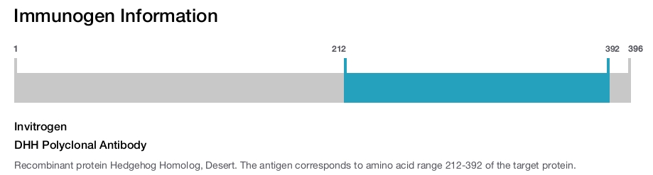 DHH Polyclonal Antibody