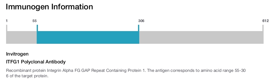 ITFG1 Polyclonal Antibody