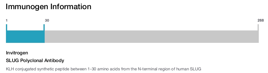 SLUG Polyclonal Antibody