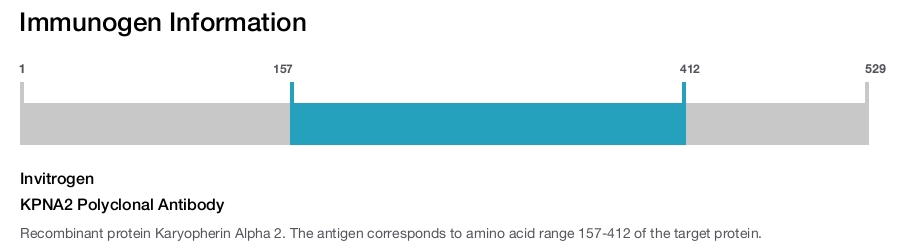KPNA2 Polyclonal Antibody