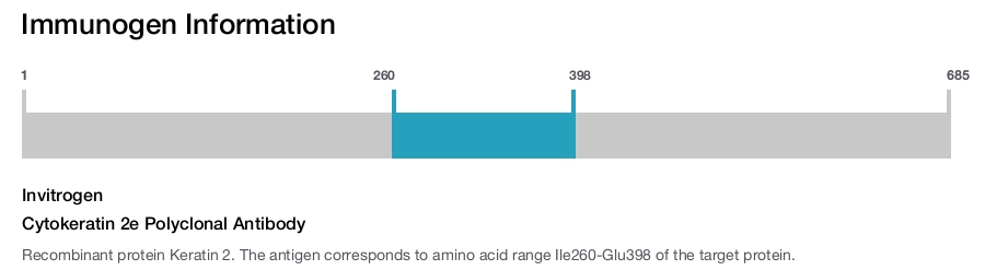 Cytokeratin 2e Polyclonal Antibody