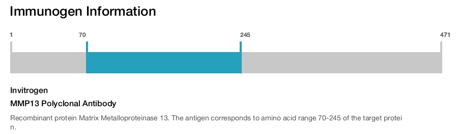 MMP13 Polyclonal Antibody
