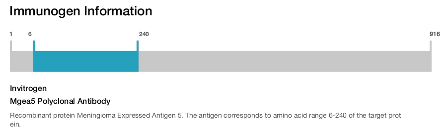 Mgea5 Polyclonal Antibody