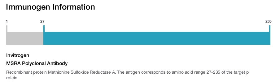 MSRA Polyclonal Antibody