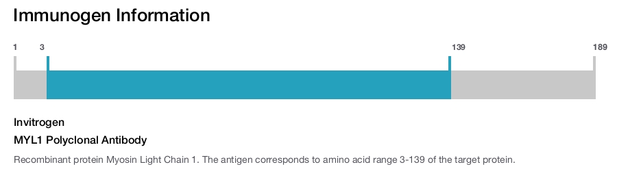 MYL1 Polyclonal Antibody
