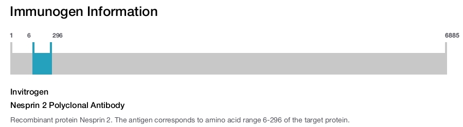 Nesprin 2 Polyclonal Antibody