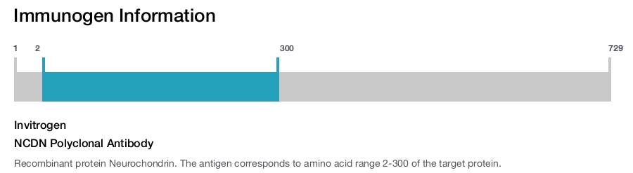 NCDN Polyclonal Antibody