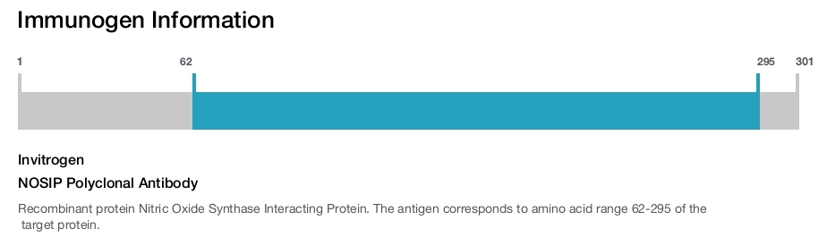 NOSIP Polyclonal Antibody