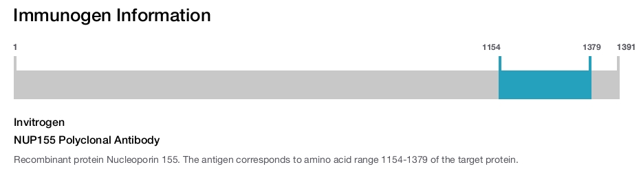 NUP155 Polyclonal Antibody