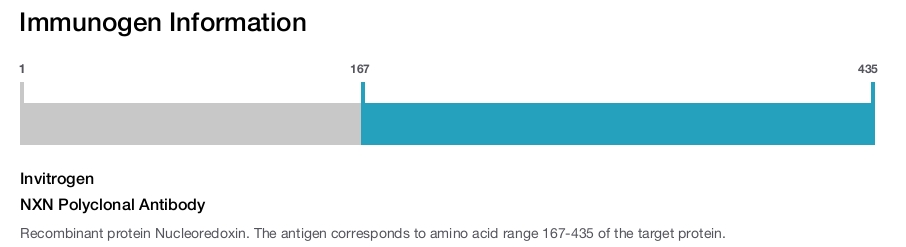 NXN Polyclonal Antibody