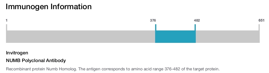 NUMB Polyclonal Antibody