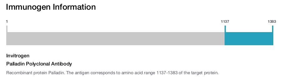 Palladin Polyclonal Antibody
