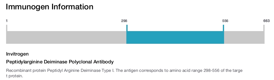 Peptidylarginine Deiminase Polyclonal Antibody