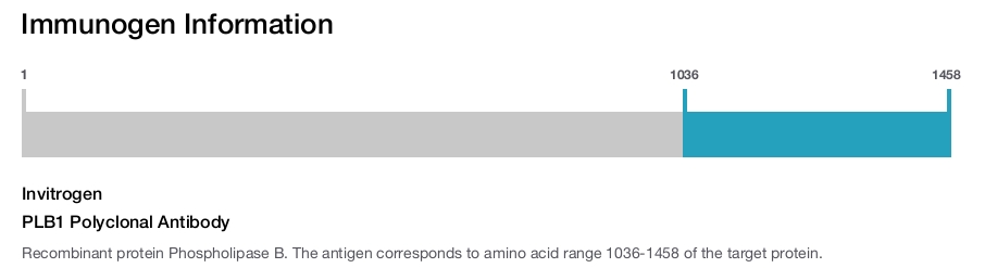 PLB1 Polyclonal Antibody