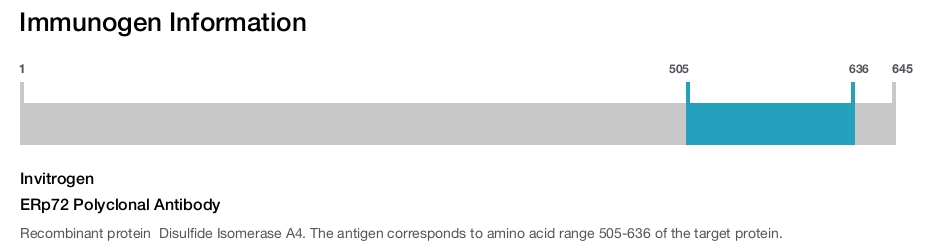 ERp72 Polyclonal Antibody