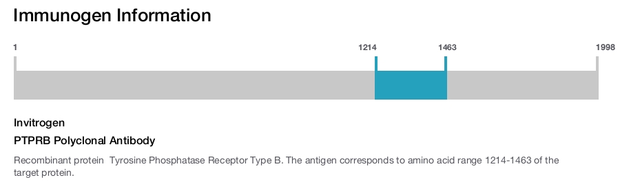 PTPRB Polyclonal Antibody
