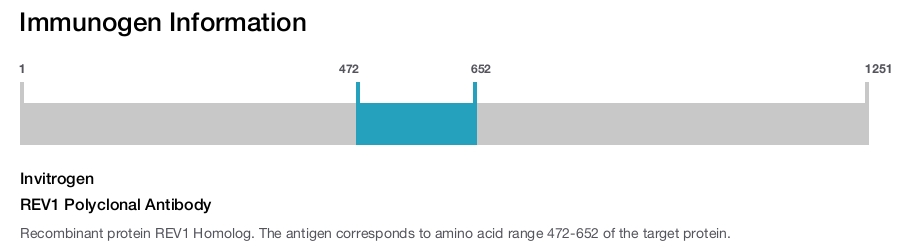 REV1 Polyclonal Antibody