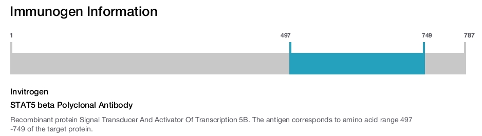 STAT5 beta Polyclonal Antibody