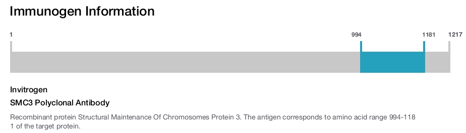 SMC3 Polyclonal Antibody