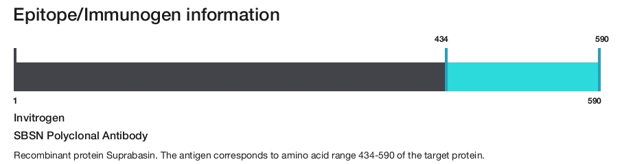 SBSN Polyclonal Antibody