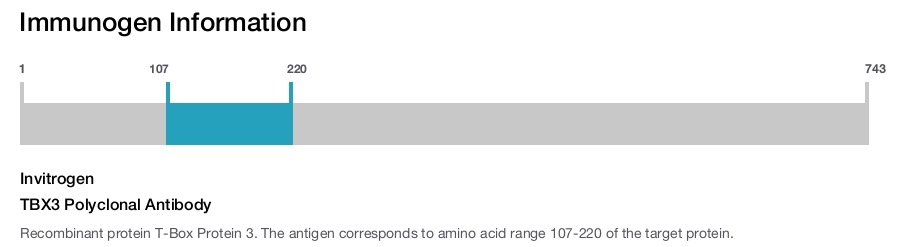 TBX3 Polyclonal Antibody
