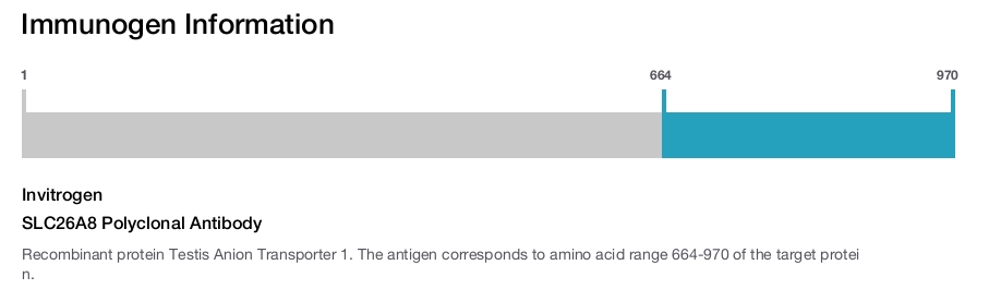 SLC26A8 Polyclonal Antibody