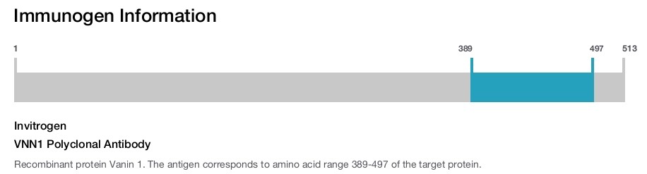 VNN1 Polyclonal Antibody