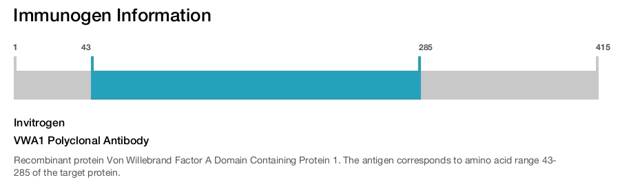 VWA1 Polyclonal Antibody