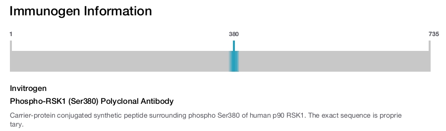 Phospho-RSK1 (Ser380) Polyclonal Antibody