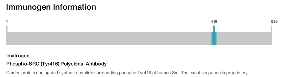 Phospho-SRC (Tyr416) Polyclonal Antibody