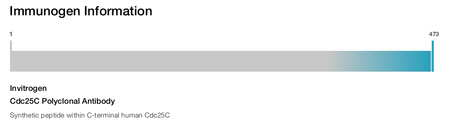 Cdc25C Polyclonal Antibody