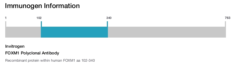 FOXM1 Polyclonal Antibody