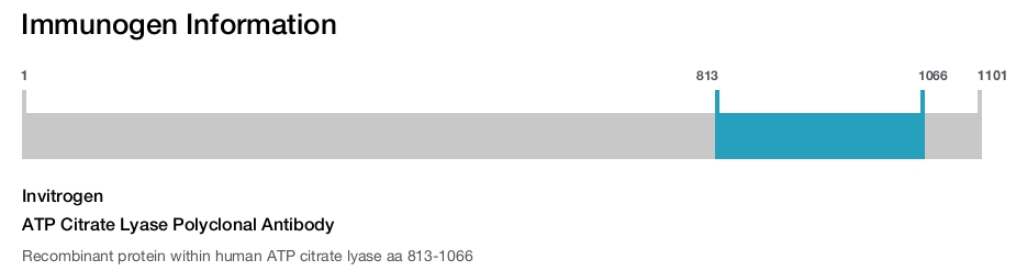 ATP Citrate Lyase Polyclonal Antibody