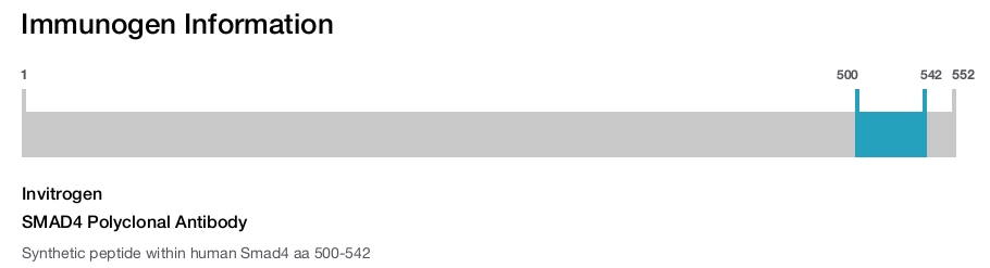 SMAD4 Polyclonal Antibody