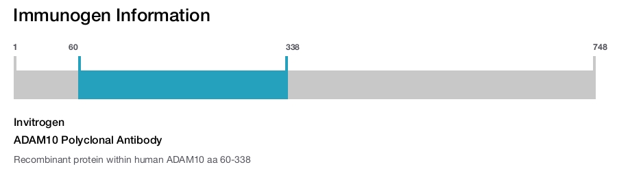 ADAM10 Polyclonal Antibody